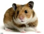 hampster