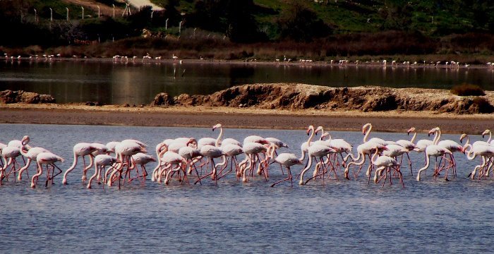 Pink Flamingos on Lake&nbsp;Tuzla