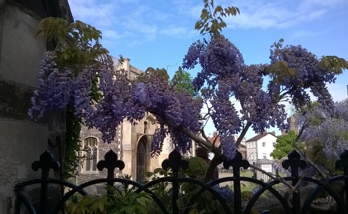 Wisteria Lane