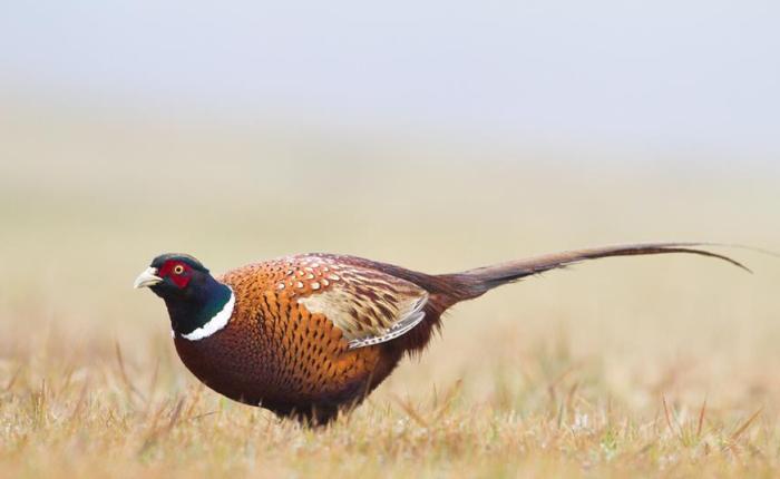 The Mean Fields of Norfolk